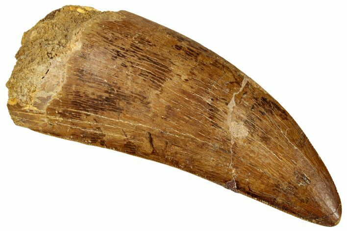 Serrated Carcharodontosaurus Tooth - Real Dinosaur Tooth #329994